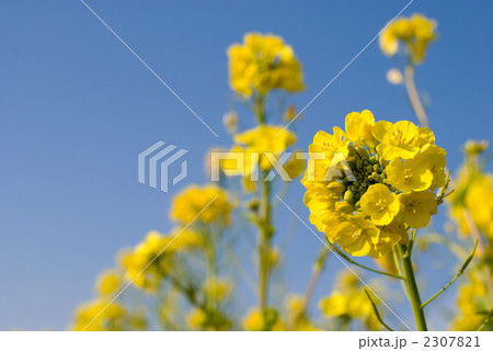 菜の花と青空 2307821