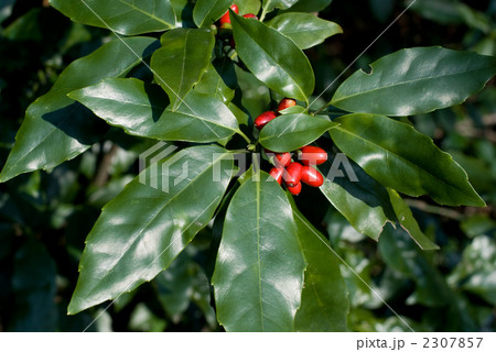 アオキの葉と実 2307857