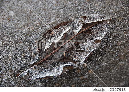 凍りつく落葉 2307918