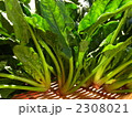2308021