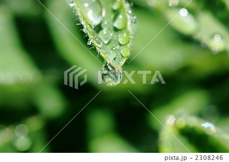水滴と葉 2308246