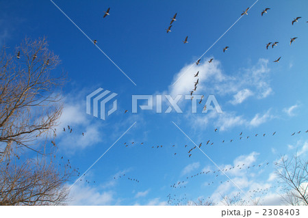 マガンの群れ マガンの群れ 2308403