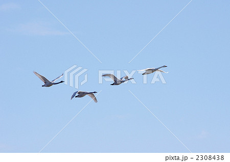 白鳥の飛翔5 2308438