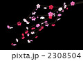 梅の花（背景：黒） 2308504