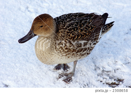 雪の上のオナガガモ 2308658