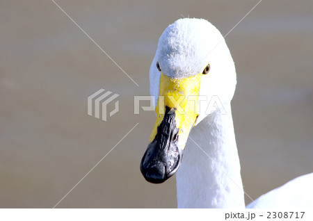 白鳥の正面 顔アップの写真素材