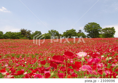 5月 シャレーポピー・ケシ科11 5月 シャレーポピー・ケシ科11 2309096