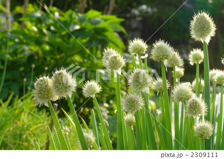 5月　ネギボウズ・ユリ科06 2309111