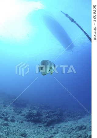 ツバメウオ 2309200