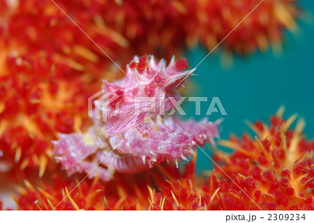 イソコンペイトウガニ イソコンペイトウガニ 2309234