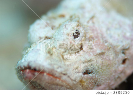 サツマカサゴ 2309250