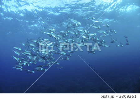 グルクマ 2309261