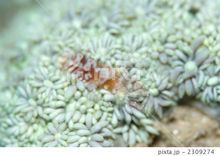 ヒメイソギンチャクエビ ヒメイソギンチャクエビ 2309274