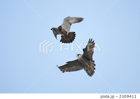 ハヤブサ ハヤブサ 2309411