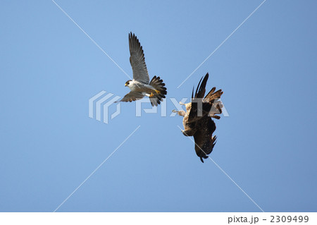 トビに威嚇するハヤブサ 2309499