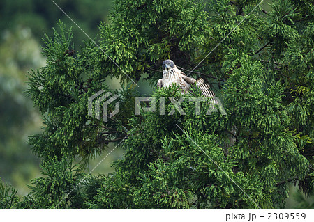 クマタカ クマタカ 2309559