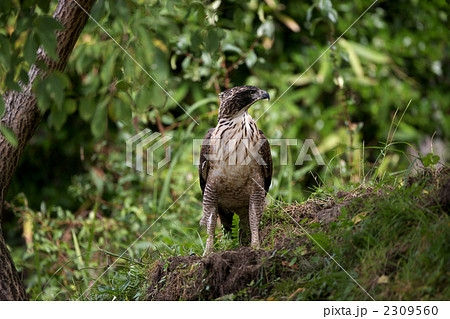 クマタカ クマタカ 2309560