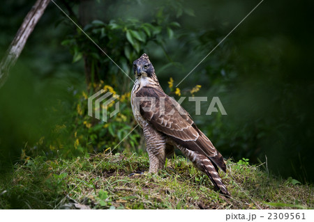 クマタカ クマタカ 2309561