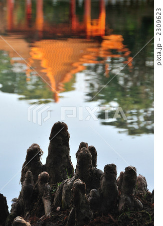 ラクウショウの生える公園 ラクウショウの生える公園 2309623