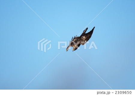 イヌワシ 2309650