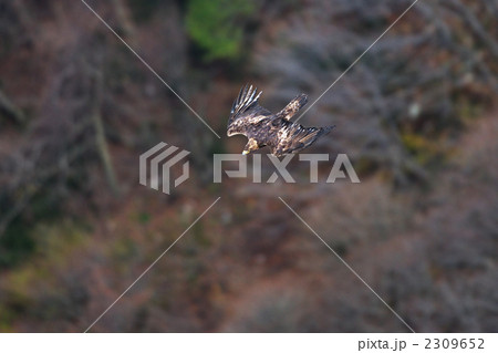 イヌワシ 2309652
