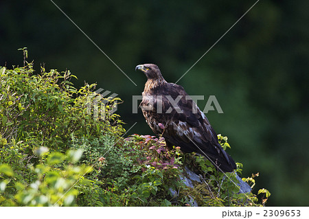 イヌワシ イヌワシ 2309653