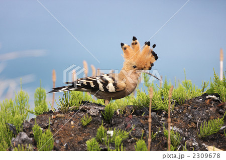 ヤツガシラ ヤツガシラ 2309678