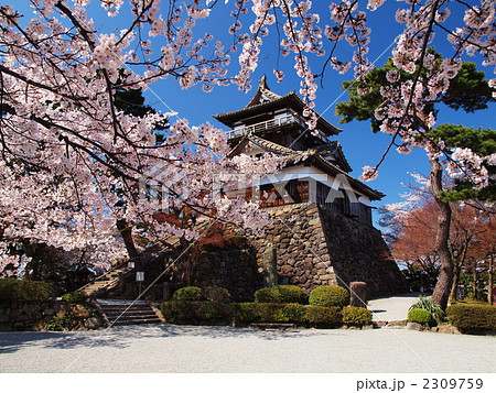 桜咲く丸岡城の写真素材