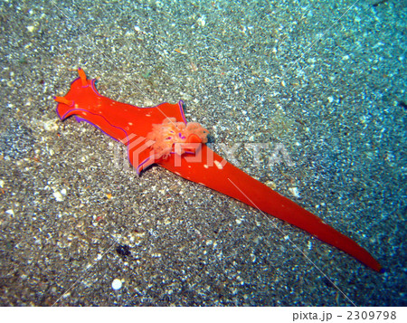 ハナエニシキウミウシ 2309798