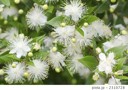 ギンバイカの花 2310728