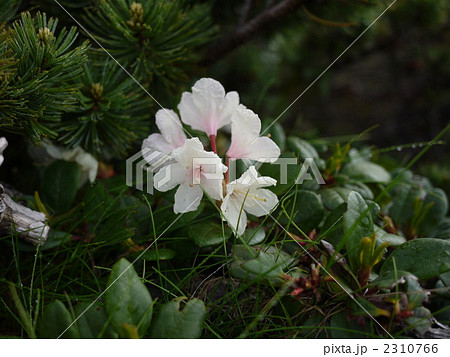 白馬岳 ハクサンシャクナゲ 白馬岳 ハクサンシャクナゲ 2310766