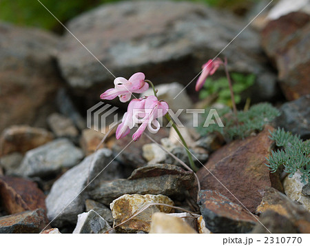 白馬岳　コマクサ 2310770