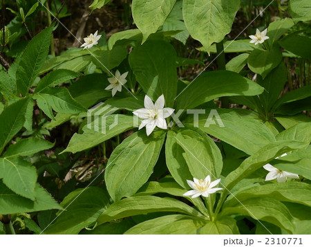 白馬岳　キヌガサソウ 2310771