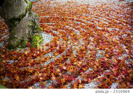 紅葉 紅葉 2310969