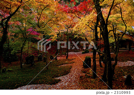 紅葉 2310993