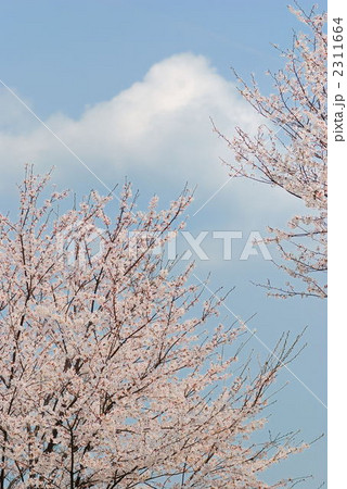 富士山の様な雲と桜 富士山の様な雲と桜 2311664