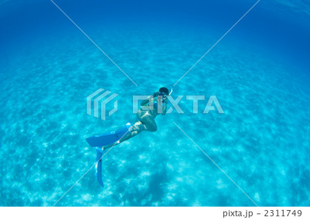 バハマでシュノ―ケリング バハマでシュノ―ケリング 2311749