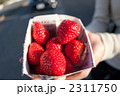 いちご 2311750