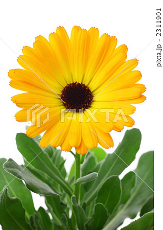 カレンデュラ 2311901
