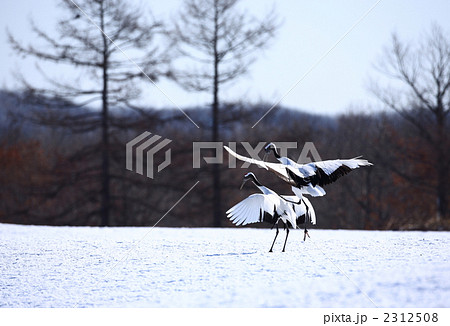 タンチョウ 2312508