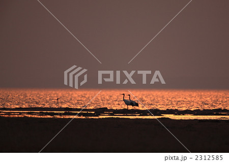 タンチョウ 2312585