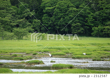 タンチョウ 2312587