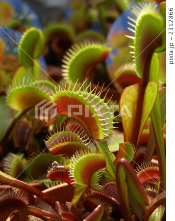 ハエトリグサ　赤い竜 2312866