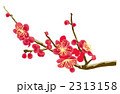 紅梅 2313158