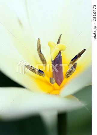 チューリップの花芯の写真素材 [2313478] - PIXTA