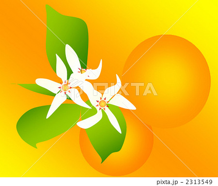 オレンジ 4月24日 9月7日 9月24日の花 花言葉 純潔 花嫁の喜びのイラスト素材
