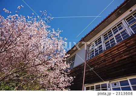 桜と校舎 桜と校舎 2313608