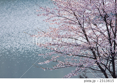 湖の桜 湖の桜 2313615
