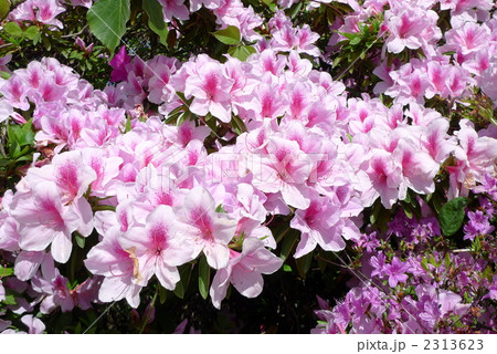 ツツジ 2313623