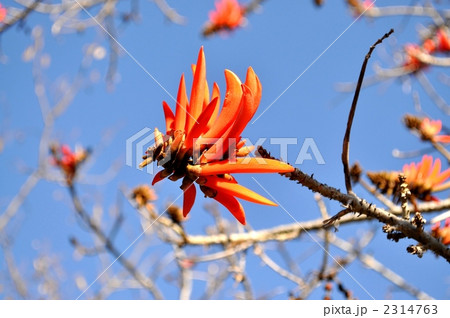 コーラルツリー 2314763